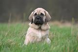 MASTIFF 166